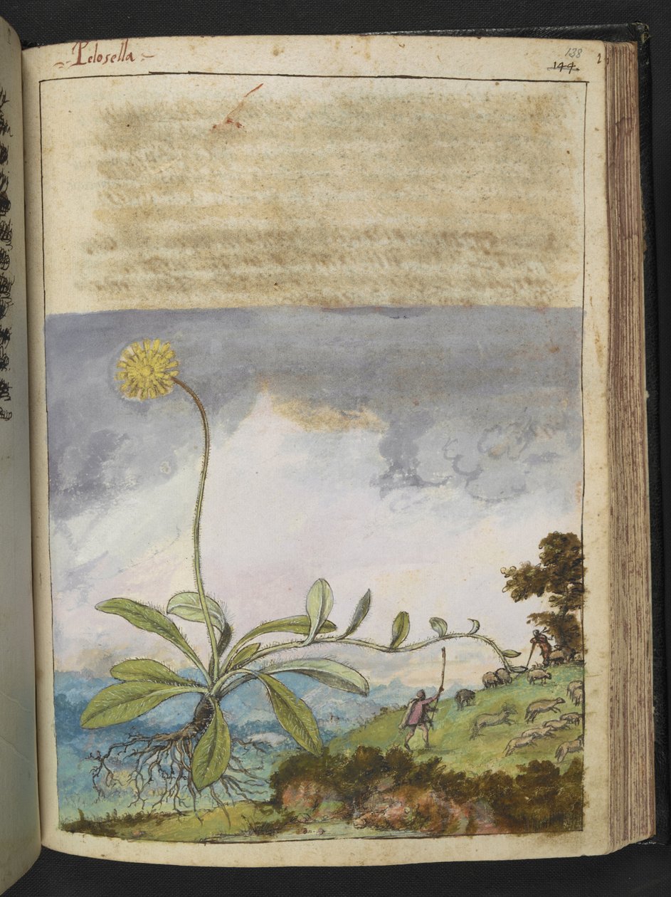 Pilosella officinarum, Gherardo Cibon "Paintings of Flora of the Roman States", Add MS 22333, f138r, n. 1564-84 (akvarelli ja guassi paperille) tekijältä Gherardo Cibo
