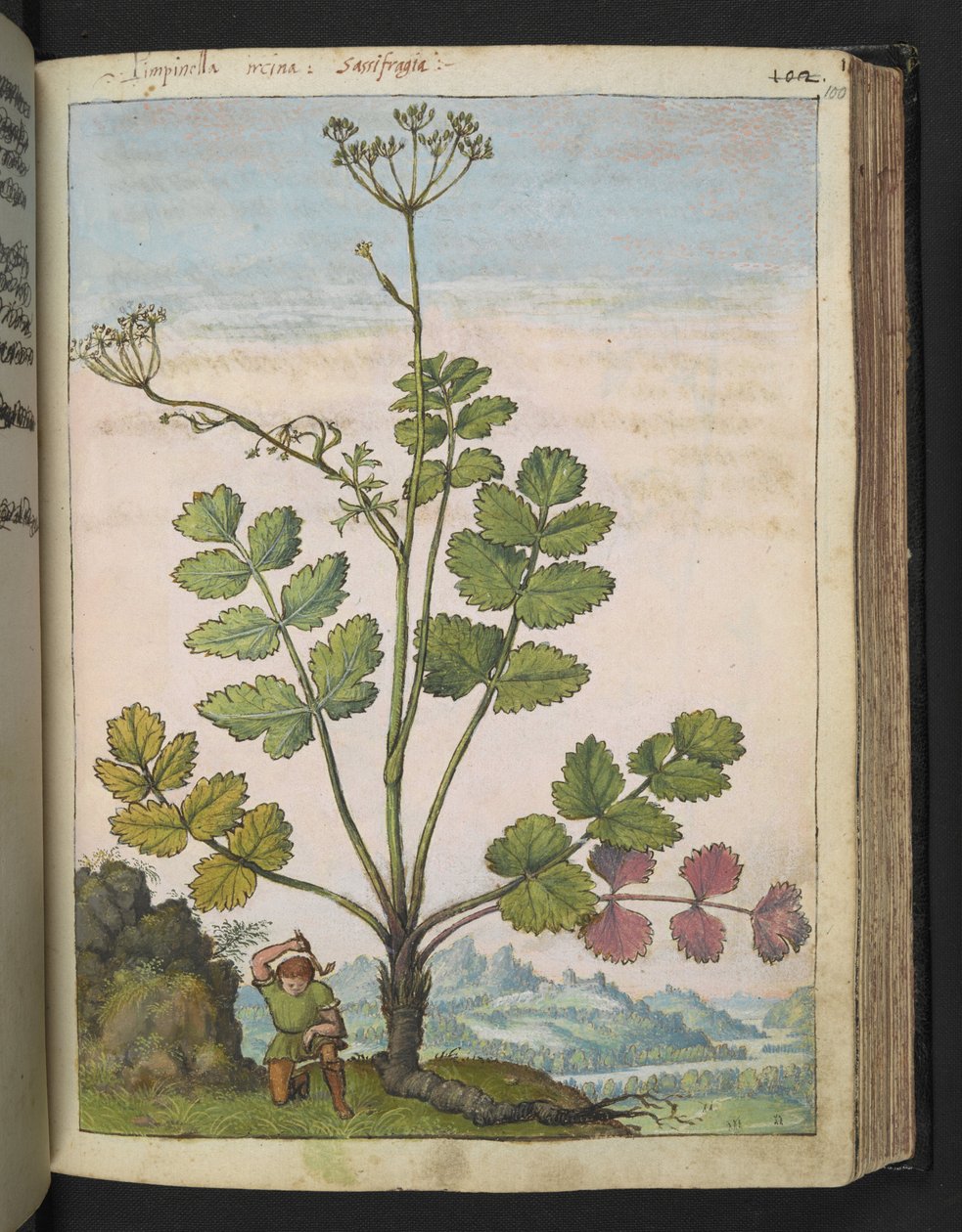 Pimpinella major, Gherardo Cibon "Paintings of Flora of the Roman States", Add MS 22333, f100r, n. 1564-84 (akvarelli & guassi paperille) tekijältä Gherardo Cibo
