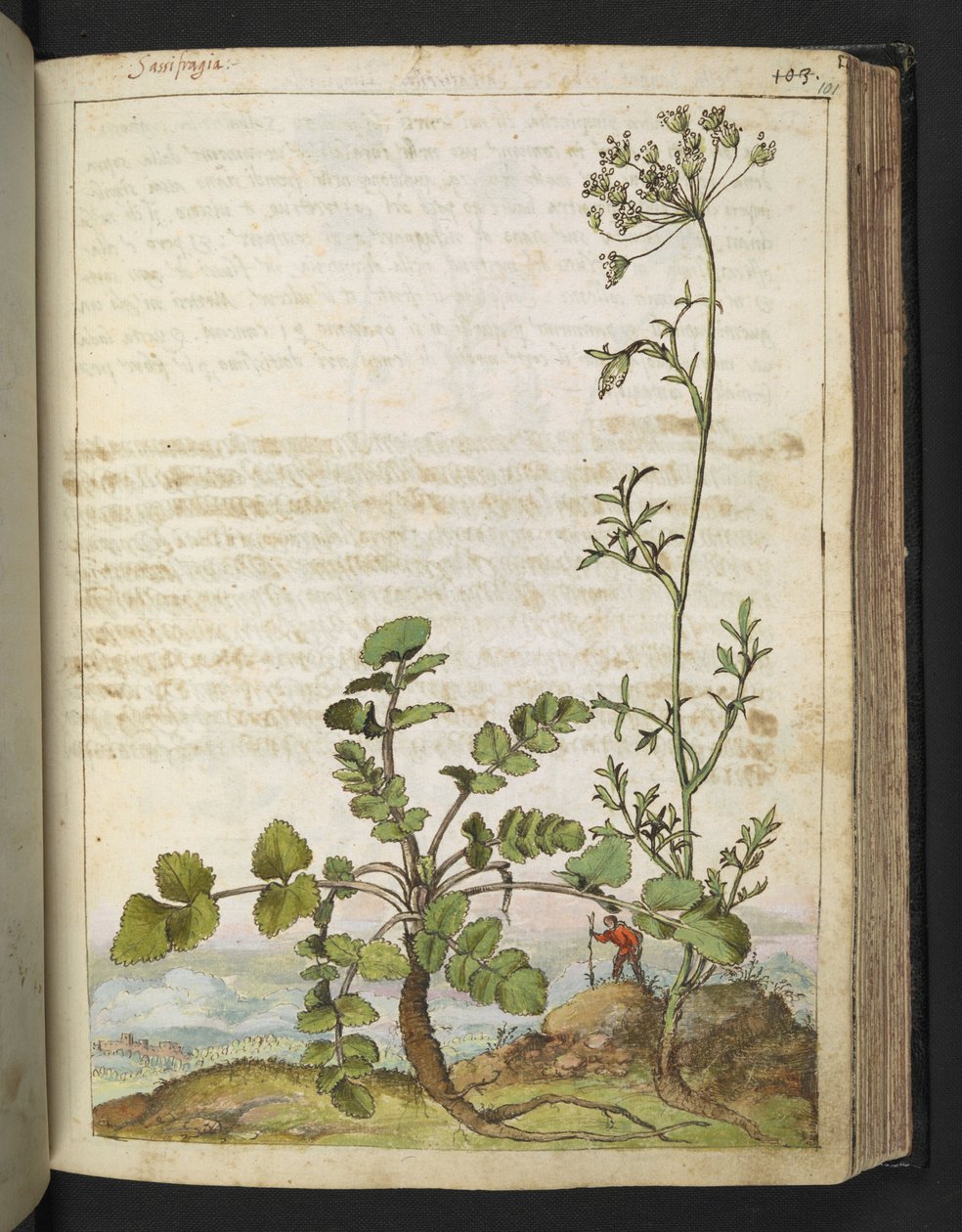 Pimpinella saxifraga, Gherardo Cibon "Paintings of Flora of the Roman States", Add MS 22333, f101r, n. 1564-84 (akvarelli & guassi paperille) tekijältä Gherardo Cibo