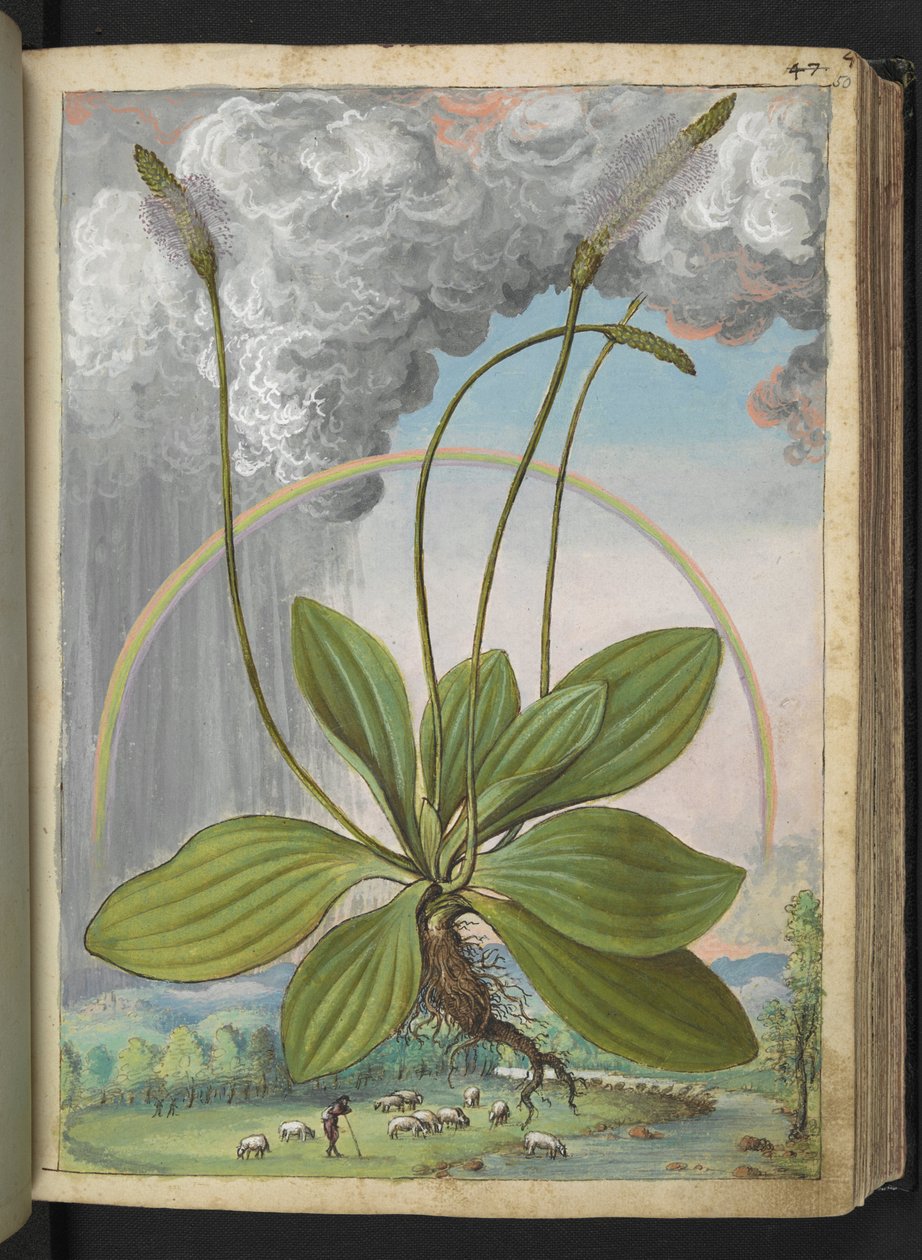 Plantago media, Gherardo Cibon "Paintings of Flora of the Roman States", Lisää MS 22333, f050r, n. 1564-84 (akvarelli ja guassi paperille) tekijältä Gherardo Cibo