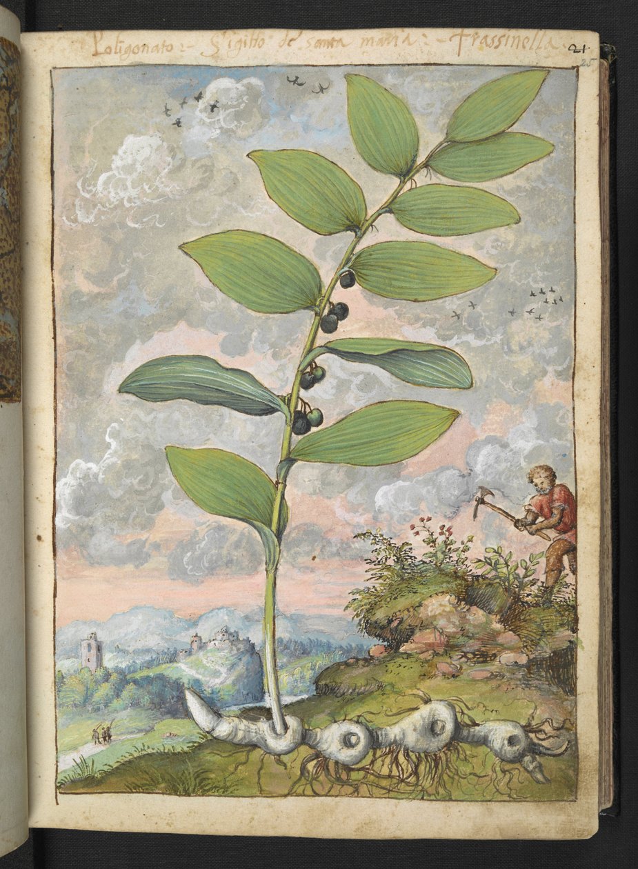 Polygonatum odoratum: Kasvi. Mies, jolla on poimi, Gherardo Cibon "Maalauksia Flora of the Roman States" -julkaisusta, Add MS 22333, f025r, n. 1564-84 (akvarelli & guassi paperille) tekijältä Gherardo Cibo