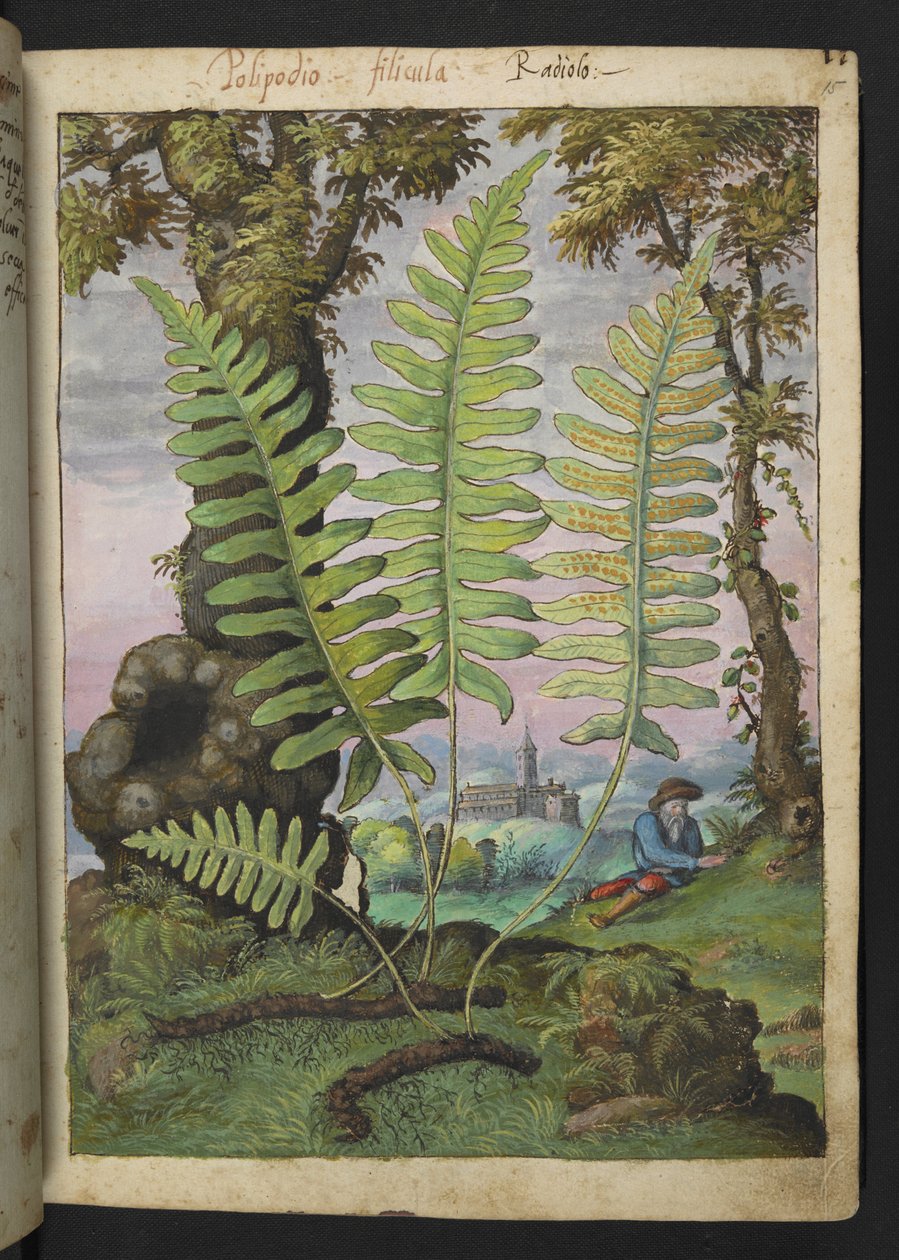 Polypodium, Gherardo Cibon "Paintings of Flora of the Roman States", Add MS 22333, f015r, n. 1564-84 (akvarelli ja guassi paperille) tekijältä Gherardo Cibo