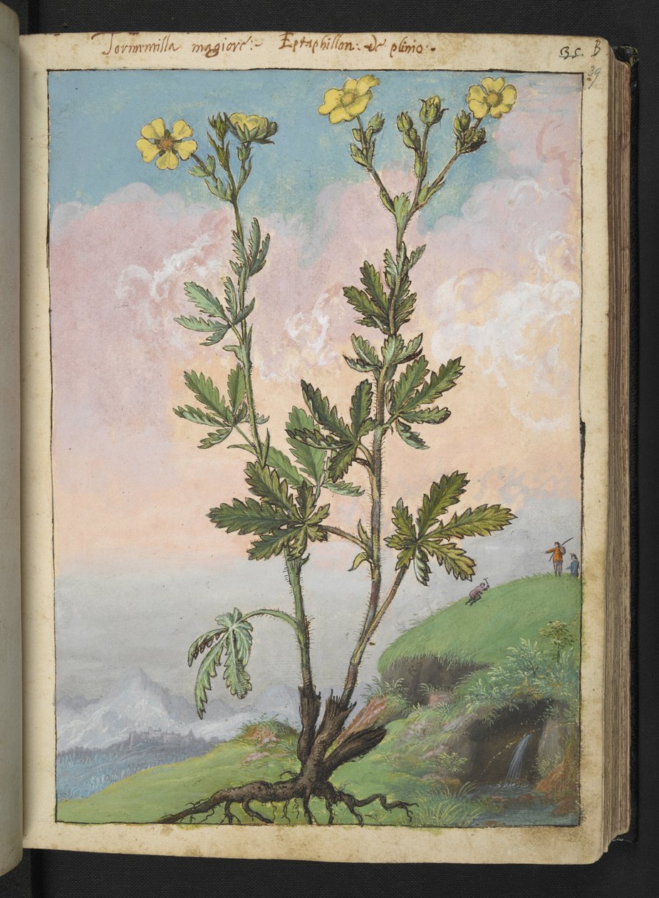 Potentilla recta: Kasvi, jossa on keltaisia kukkia, Gherardo Cibon teoksesta "Paintings of Flora of the Roman States", Add MS 22333, f039r, c.1564-84 (akvarelli ja guassi paperille) tekijältä Gherardo Cibo