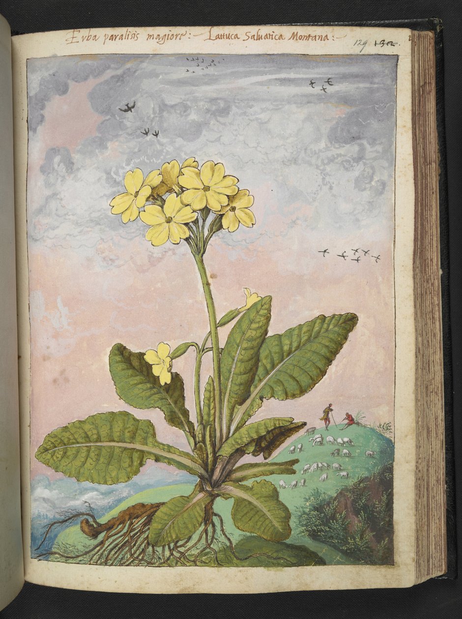 Primula elatior: Kasvi, jolla on keltaiset terälehdet. , Gherardo Cibon "Paintings of Flora of the Roman States", Lisää MS 22333, f129r, n. 1564-84 (akvarelli & guassi paperille) tekijältä Gherardo Cibo