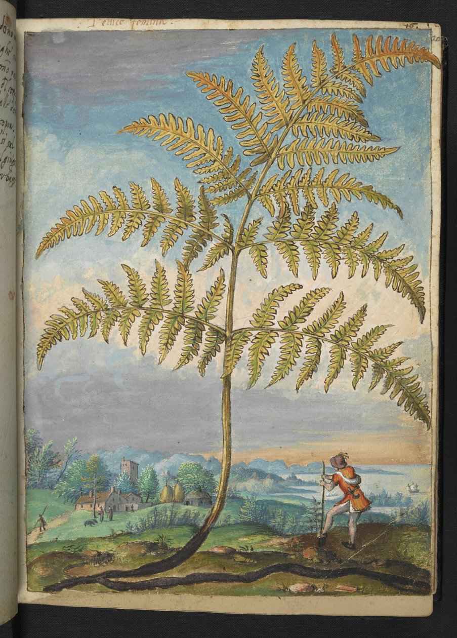 Pteridium aquilinum: Saniainen, Gherardo Cibon teoksesta "Paintings of Flora of the Roman States", Lisää MS 22333, f020r, n. 1564-84 (akvarelli ja guassi paperille) tekijältä Gherardo Cibo