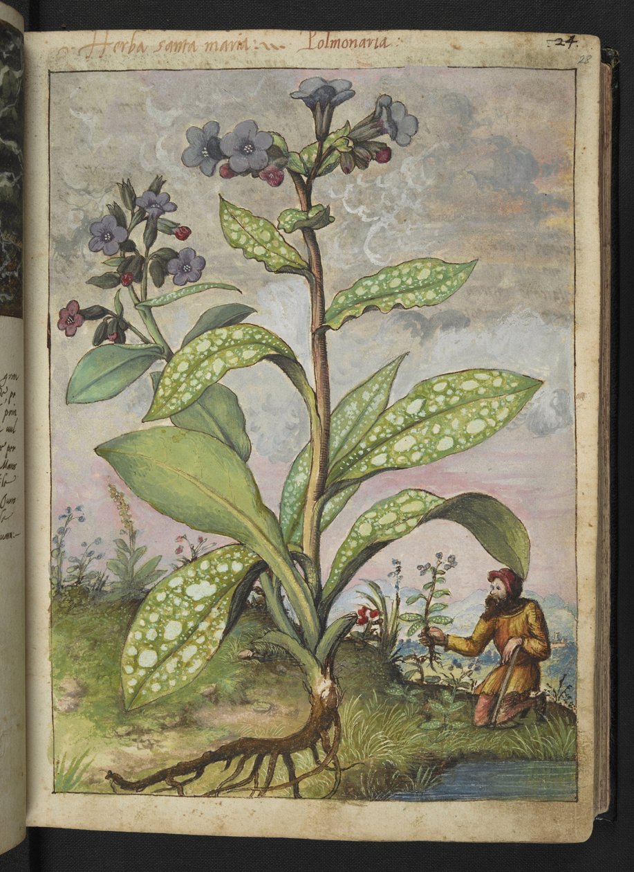 Pulmonaria officinalis, Gherardo Cibon teoksesta "Paintings of Flora of the Roman States", Lisää MS 22333, f028r, n. 1564-84 (akvarelli ja guassi paperille) tekijältä Gherardo Cibo