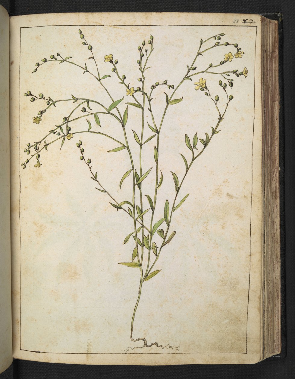 Ranunculus bulbosus: Kasvi, jossa on keltaisia kukkia, Gherardo Cibon teoksesta Paintings of Flora of the Roman States, Add MS 22333, f088r, c.1564-84 (akvarelli & guassi paperille) tekijältä Gherardo Cibo