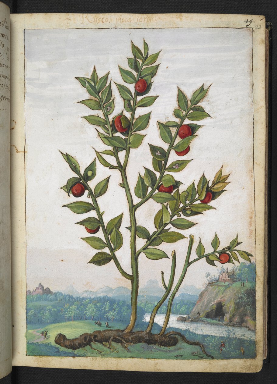 Ruscus aculeatus: punaisia marjoja kantava kasvi, Gherardo Cibon teoksesta Paintings of Flora of the Roman States, Add MS 22333, f023r, c.1564-84 (akvarelli & guassi paperille) tekijältä Gherardo Cibo
