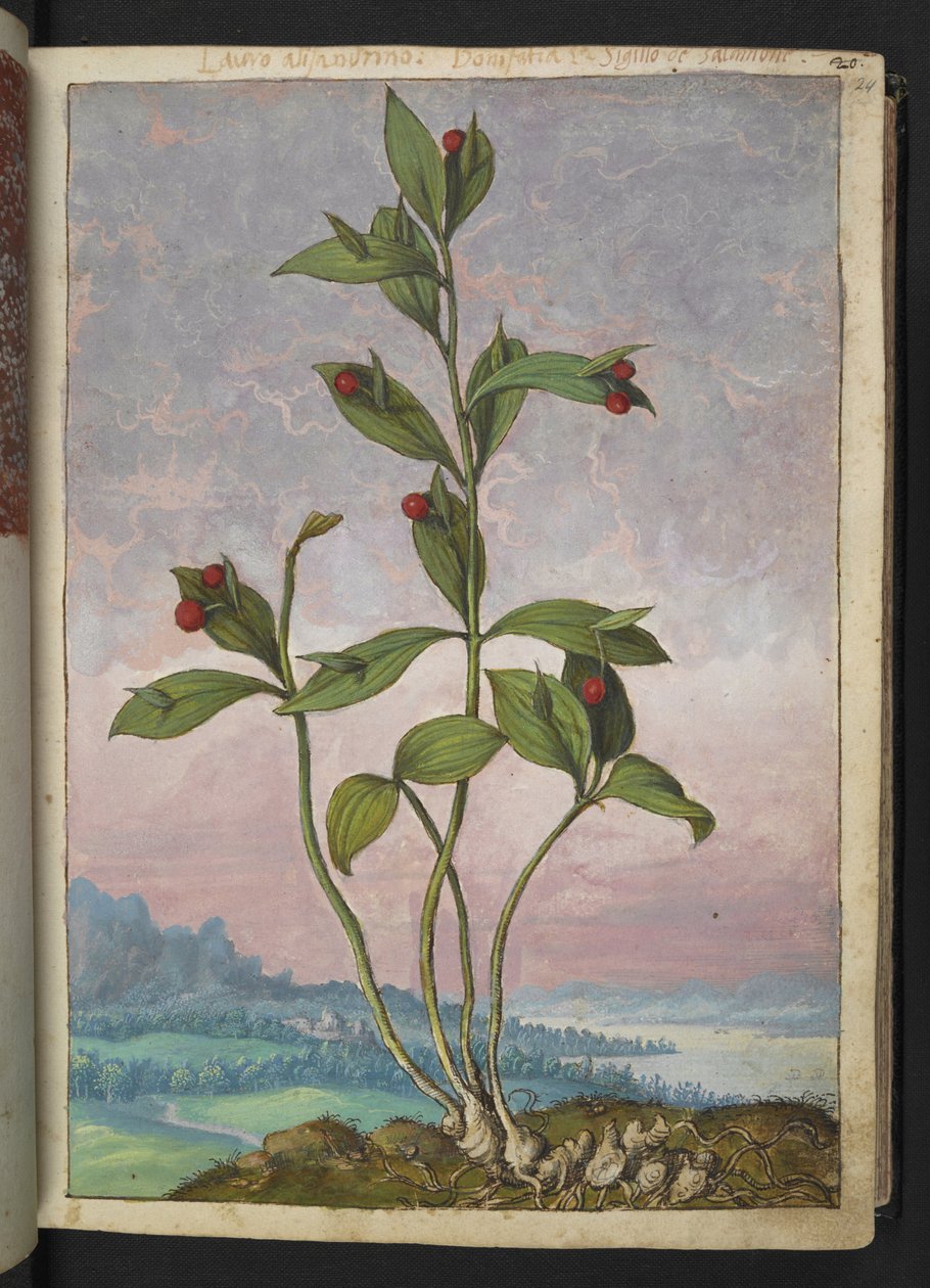 Ruscus hypoglossum: punaisia marjoja kantava kasvi, Gherardo Cibon teoksesta Paintings of Flora of the Roman States, Add MS 22333, f024r, c.1564-84 (akvarelli & guassi paperille) tekijältä Gherardo Cibo