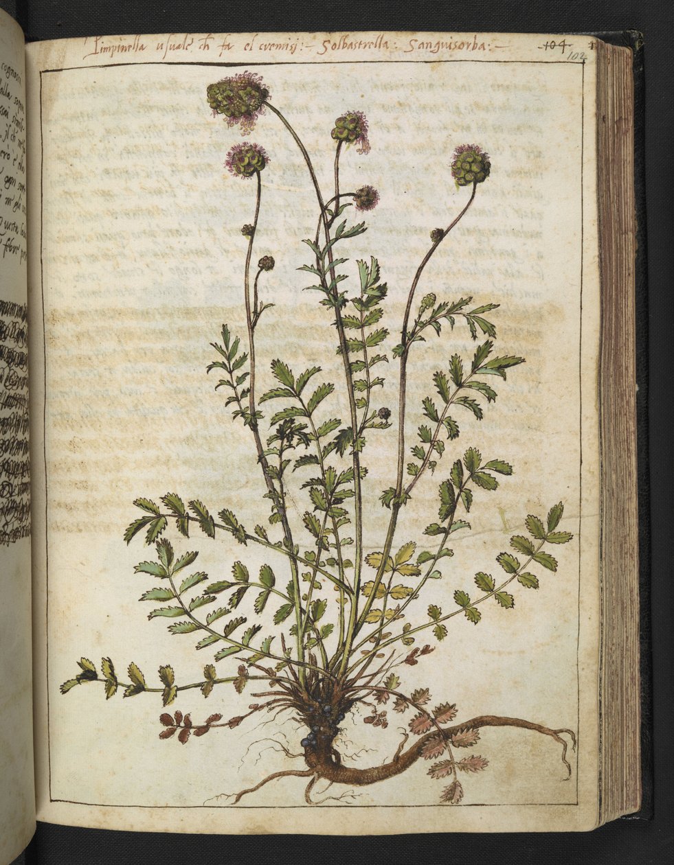 Sanguisorba minor, Gherardo Cibon "Paintings of Flora of the Roman States", Add MS 22333, f102r, n. 1564-84 (akvarelli ja guassi paperille) tekijältä Gherardo Cibo
