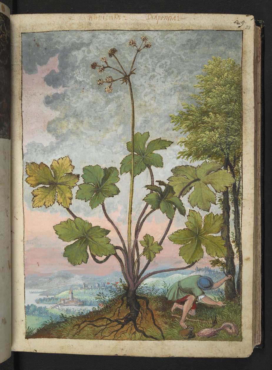 Sanicula europaea ja mies tutkimassa puun juurta, Gherardo Cibon teoksesta Paintings of Flora of the Roman States, Add MS 22333, f033r, n. 1564-84 (akvarelli ja guassi paperille) tekijältä Gherardo Cibo