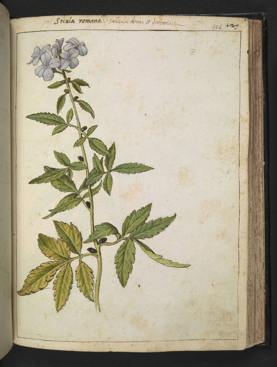 Sanicula, Gherardo Cibon "Paintings of Flora of the Roman States", Lisää MS 22333, f126r, n. 1564-84 (akvarelli ja guassi paperille) tekijältä Gherardo Cibo