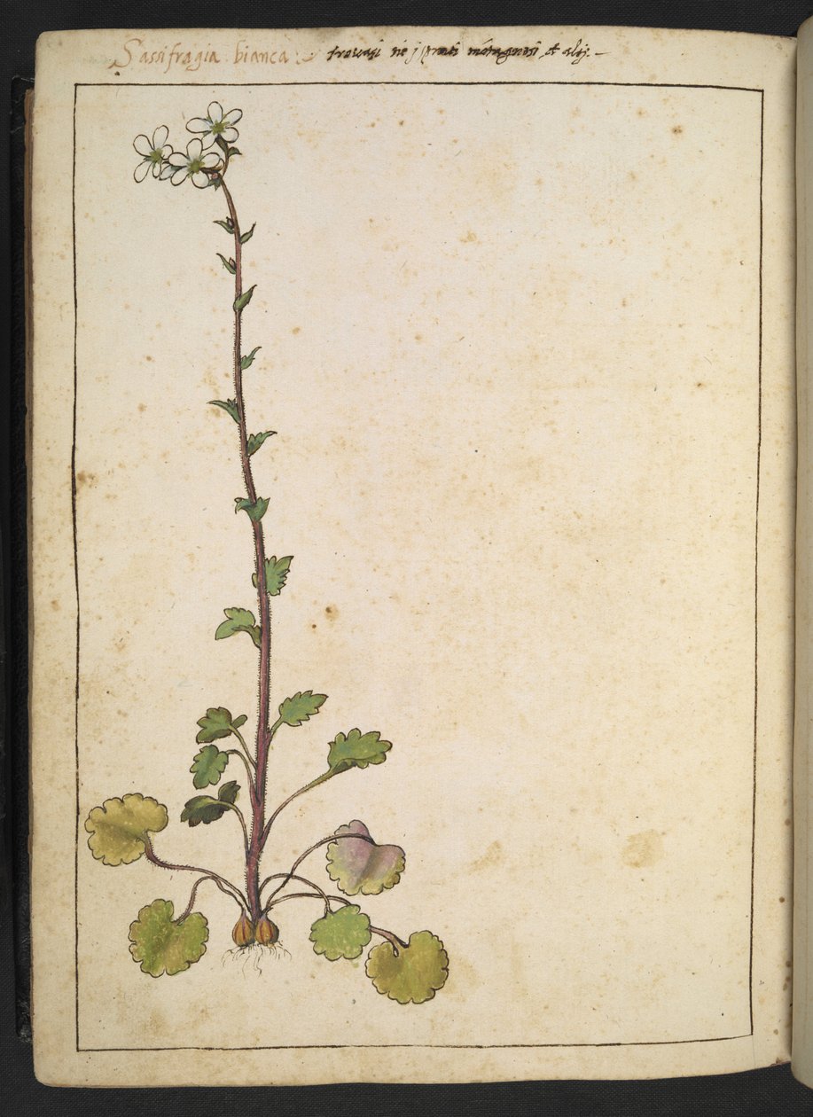 Saxifraga bianca, alppikukka valkoisilla terälehdillä, Gherardo Cibon teoksesta "Paintings of Flora of the Roman States", Add MS 22333, f180v, c.1564-84 (akvarelli & guassi paperille) tekijältä Gherardo Cibo