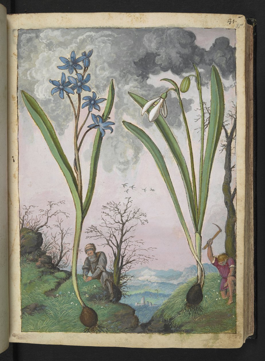 Scilla bifolia ja Galanthus nivalis, Gherardo Cibon teoksesta "Paintings of Flora of the Roman States", Add MS 22333, f035r, n. 1564-84 (akvarelli ja guassi paperille) tekijältä Gherardo Cibo