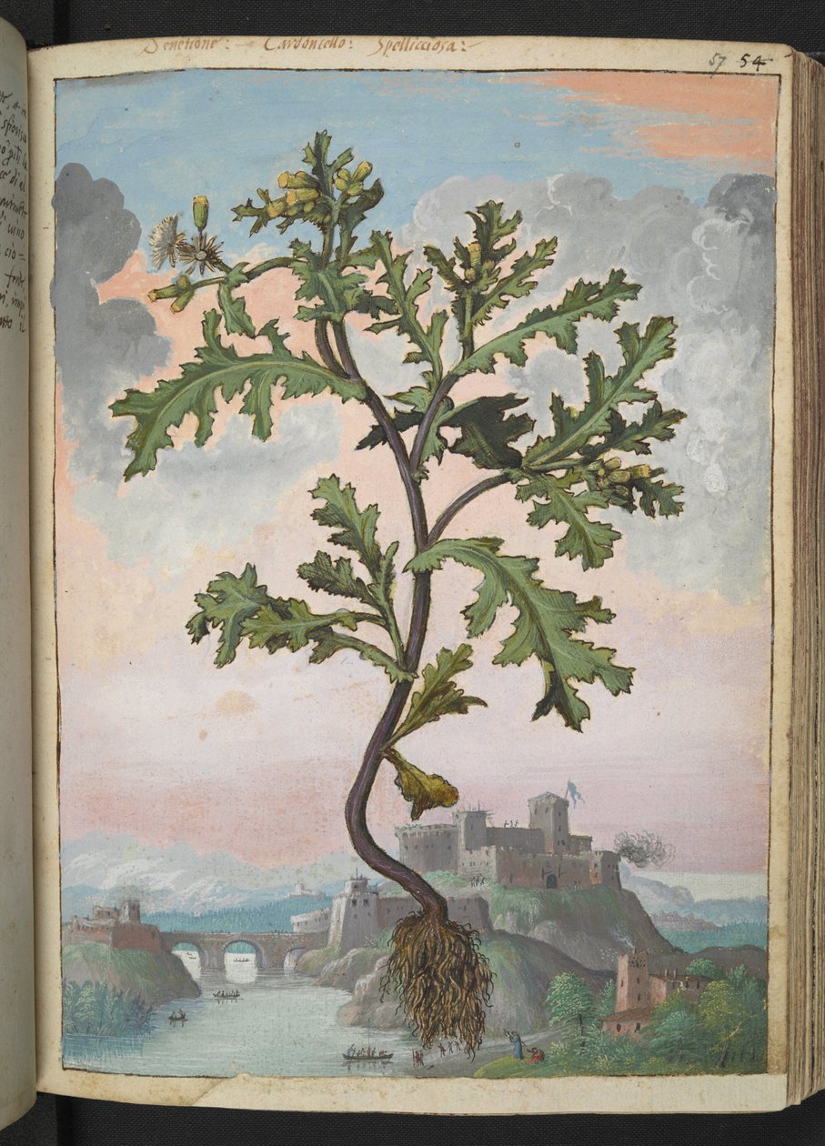 Senecio vulgaris, Gherardo Cibon "Paintings of Flora of the Roman States", Add MS 22333, f057r, n. 1564-84 (akvarelli ja guassi paperille) tekijältä Gherardo Cibo