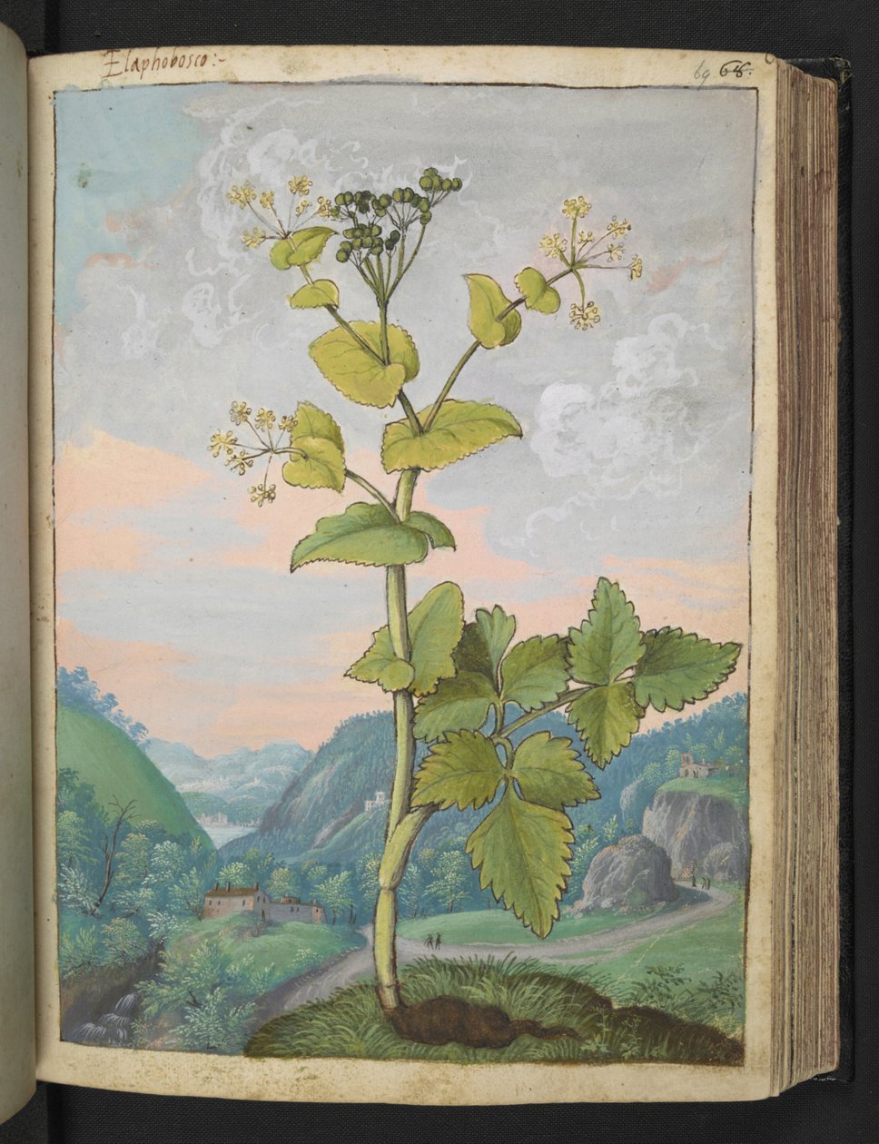 Smyrnium olusatrum, Gherardo Cibon "Paintings of Flora of the Roman States", Add MS 22333, f069r, n. 1564-84 (akvarelli ja guassi paperille) tekijältä Gherardo Cibo