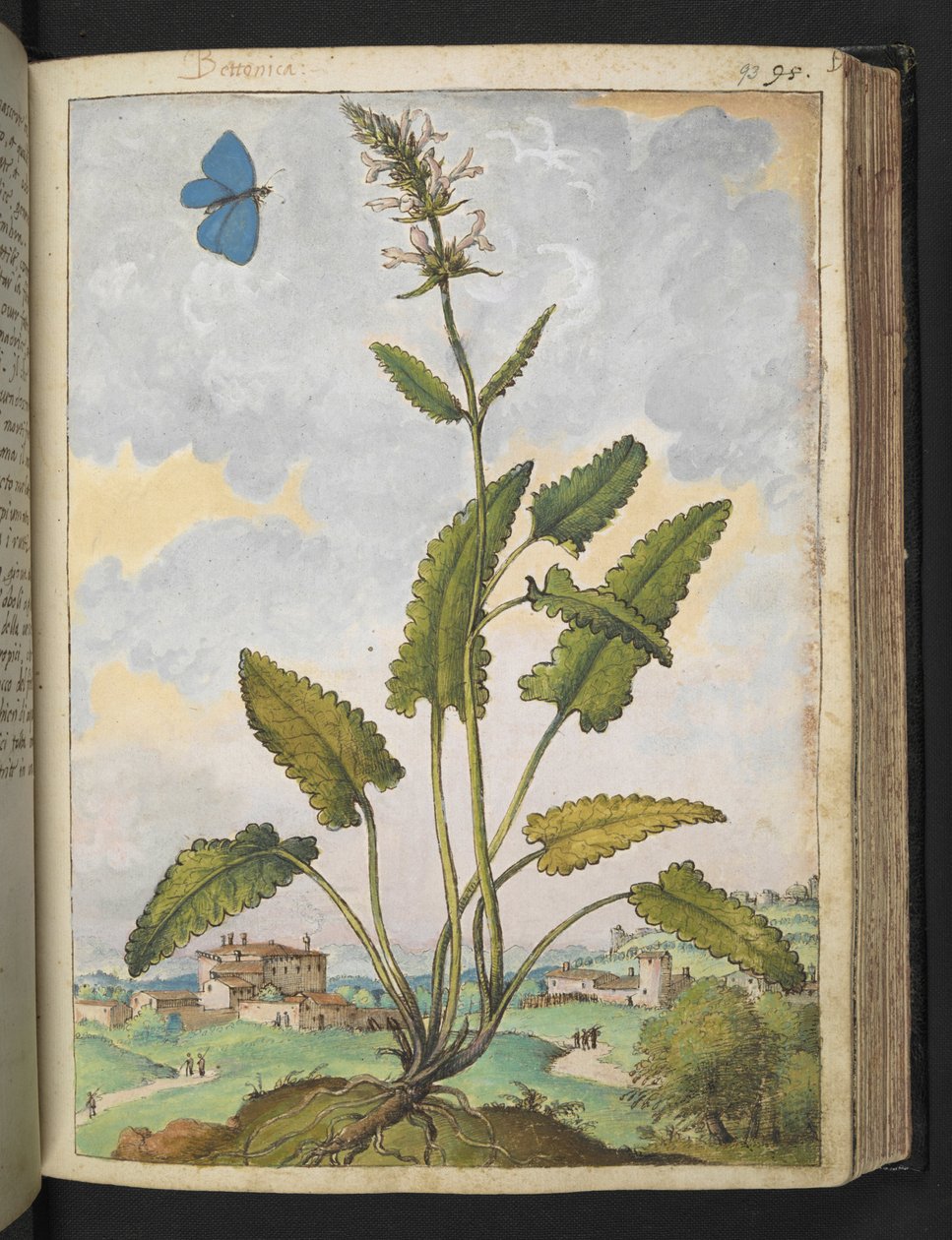 Stachys officinalis, Gherardo Cibon "Paintings of Flora of the Roman States", Lisää MS 22333, f093r, n. 1564-84 (akvarelli ja guassi paperille) tekijältä Gherardo Cibo