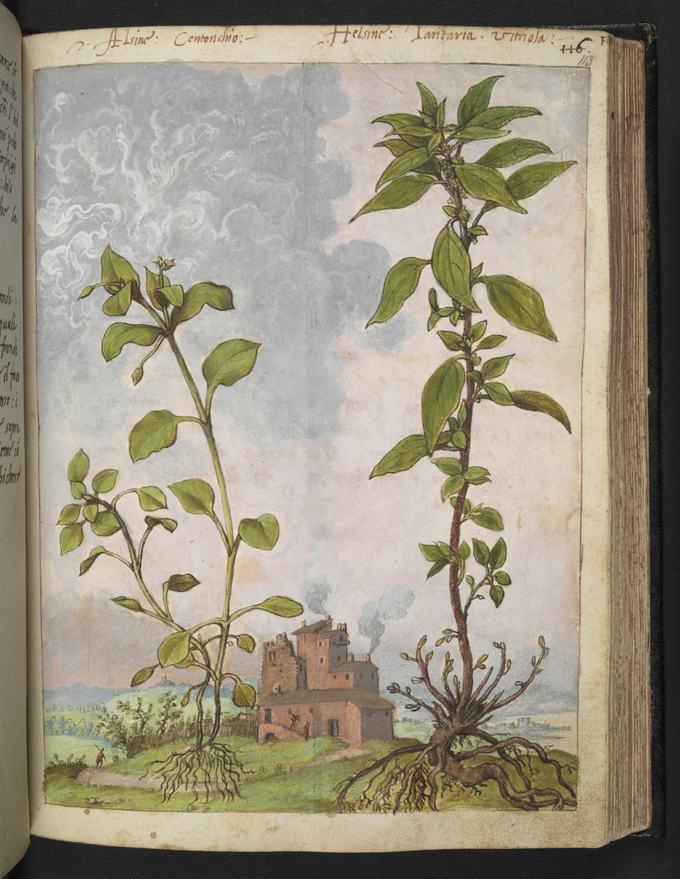 Stellaria media, mahdollisesti Stellaria media, Gherardo Cibon "Paintings of Flora of the Roman States", Lisää MS 22333, f113r, n. 1564-84 (akvarelli ja guassi paperille) tekijältä Gherardo Cibo