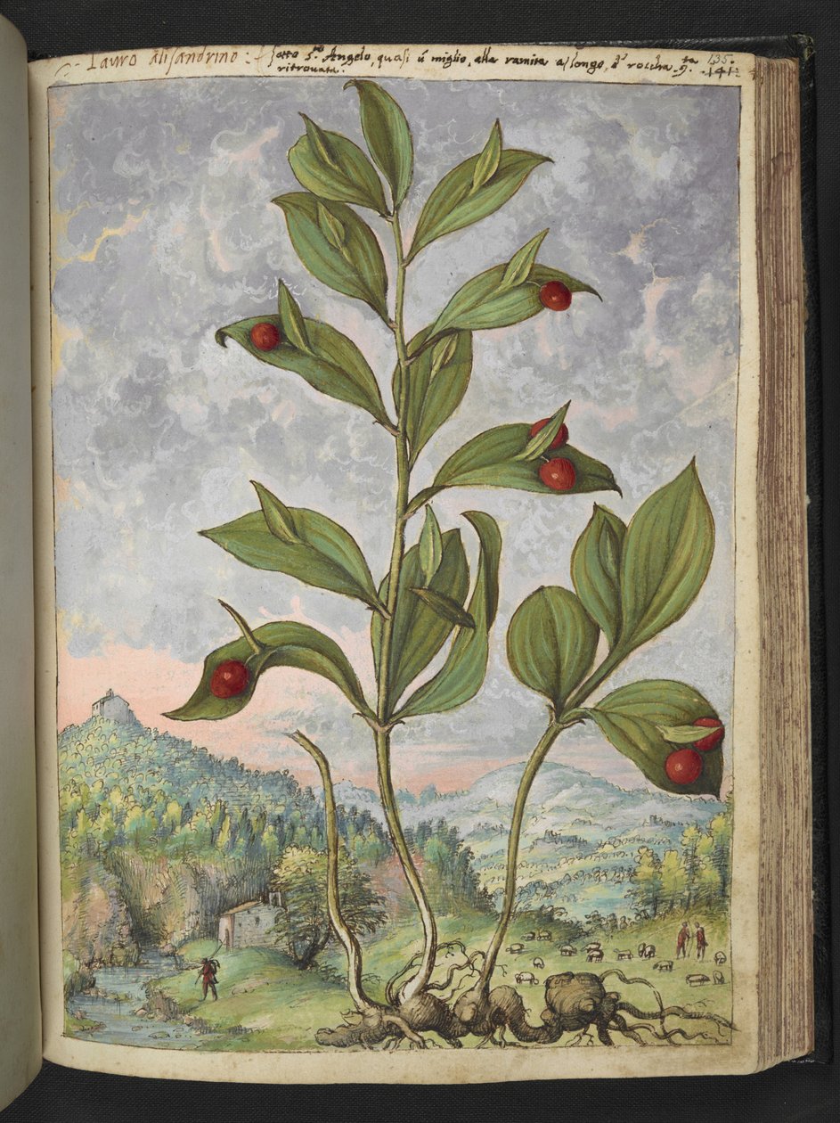 Streptopus amplexifolius (kierretty varsi), Gherardo Cibon "Rooman valtioiden kasviston maalauksista", Lisää MS 2233, f135r, n. 1564-84 (akvarelli ja guassi paperille) tekijältä Gherardo Cibo
