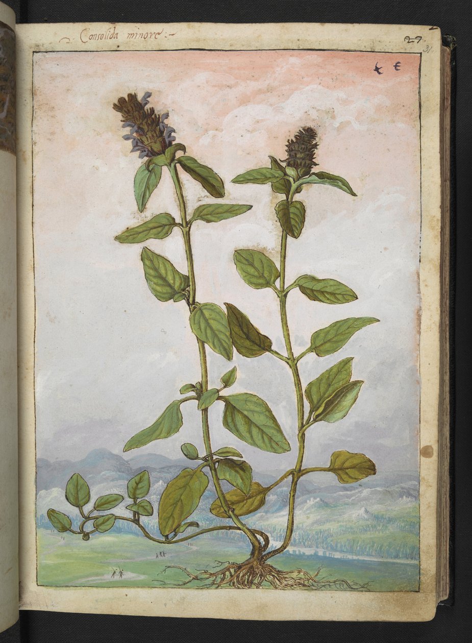 Symphytum bulbosum (Bulbous Comfrey), Gherardo Cibon teoksesta "Paintings of Flora of the Roman States", Lisää MS 22333, f031r, n. 1564-84 (akvarelli ja guassi paperille) tekijältä Gherardo Cibo