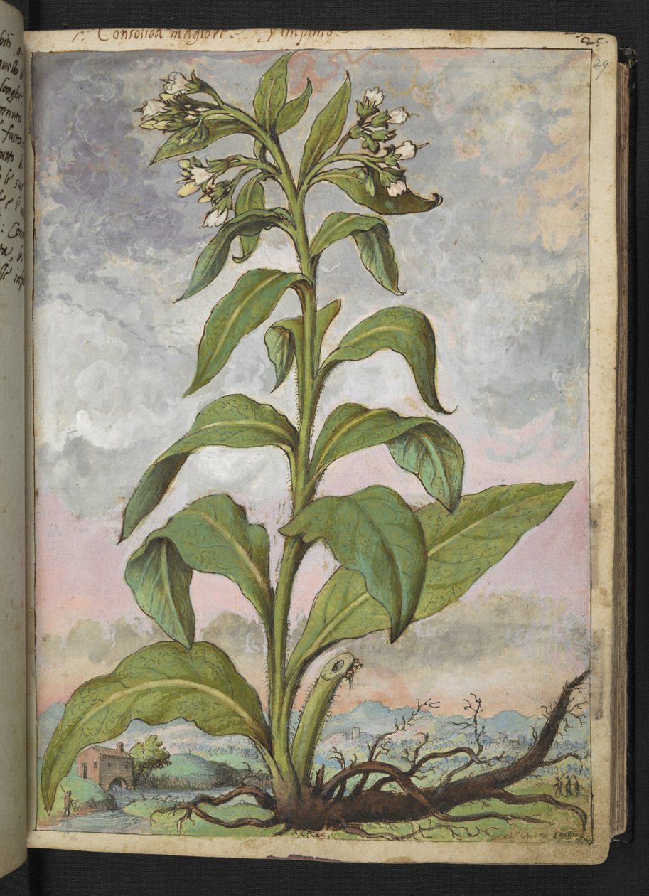 Symphytum officinale (Comfrey), Gherardo Cibon teoksesta Paintings of Flora of the Roman States, Add MS 22333, f029r, c.1564-84 (akvarelli ja guassi paperille) tekijältä Gherardo Cibo