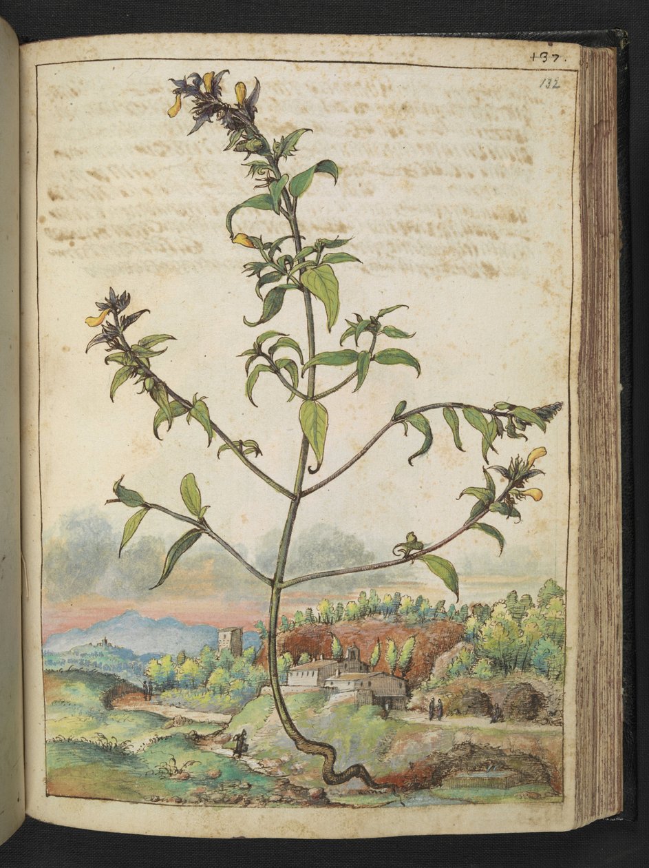 Korkea kasvi vihreillä lehdillä ja keltaisilla kukilla, Gherardo Cibon "Paintings of Flora of the Roman States", Add MS 22333, f132r, c.1564-84 (akvarelli & guassi paperille) tekijältä Gherardo Cibo