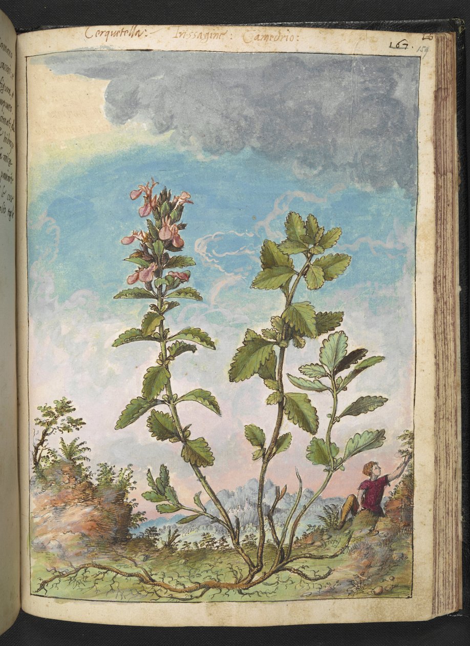 Teucrium chamaedrys (Wall Germander), Gherardo Cibon "Rooman valtioiden kasviston maalauksista", Lisää MS 22333, f159r, n. 1564-84 (akvarelli ja guassi paperille) tekijältä Gherardo Cibo