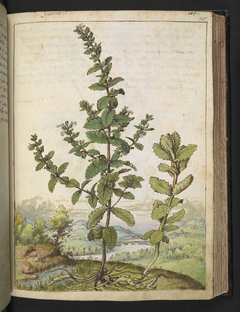 Teucrium scordium, Gherardo Cibon teoksesta "Paintings of Flora of the Roman States", Add MS 22333, f105r, n. 1564-84 (akvarelli ja guassi paperille) tekijältä Gherardo Cibo