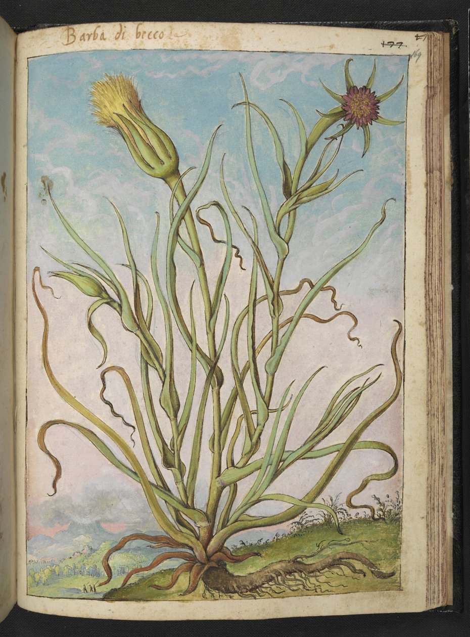 Tragopogon porrifolius, Gherardo Cibon teoksesta "Paintings of Flora of the Roman States", Add MS 22333, f169r, n. 1564-84 (akvarelli ja guassi paperille) tekijältä Gherardo Cibo