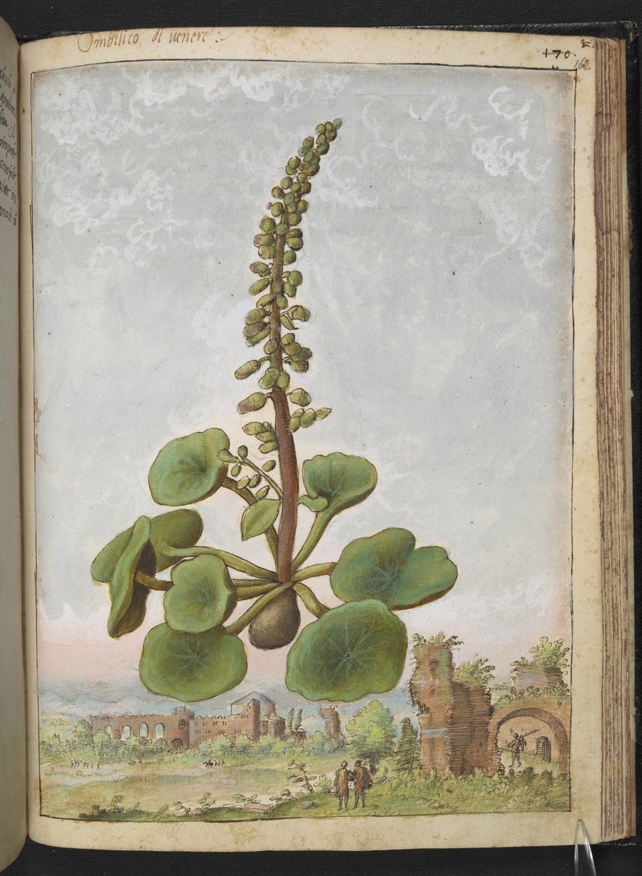 Umbilicus rupestris (Navelwort): Syötävä kukkiva kasvi, Gherardo Cibon teoksesta Paintings of Flora of the Roman States, Add MS 22333, f162r, n. 1564-84 (akvarelli ja guassi paperille) tekijältä Gherardo Cibo
