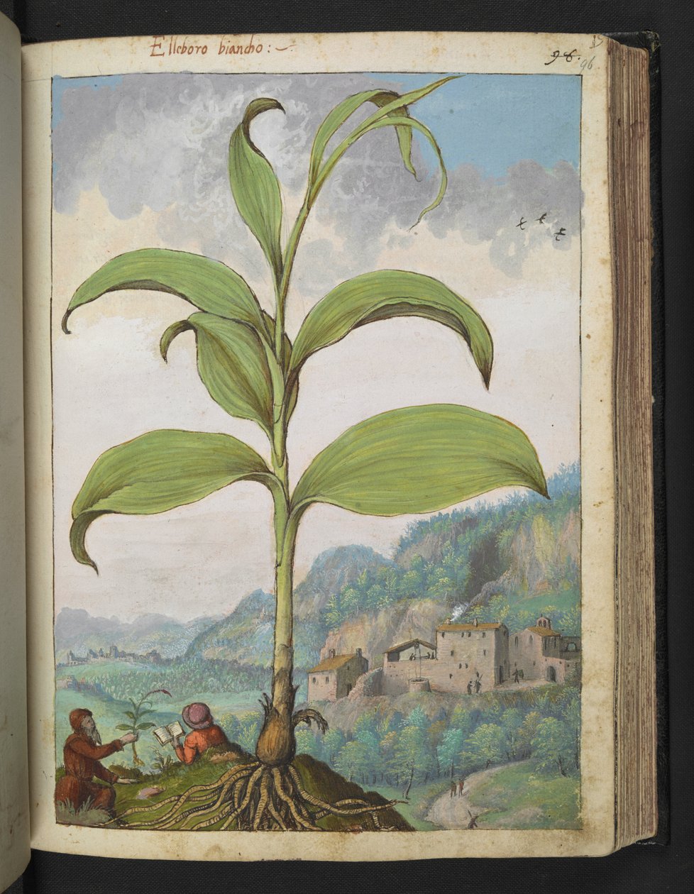 Veratrum nigrum, Gherardo Cibon "Paintings of Flora of the Roman States", Add MS 22333, f096r, n. 1564-84 (akvarelli ja guassi paperille) tekijältä Gherardo Cibo