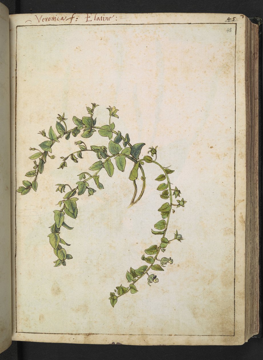 Veronica, Gherardo Cibon "Paintings of Flora of the Roman States", Lisää MS 22333, f048r, n. 1564-84 (akvarelli ja guassi paperille) tekijältä Gherardo Cibo