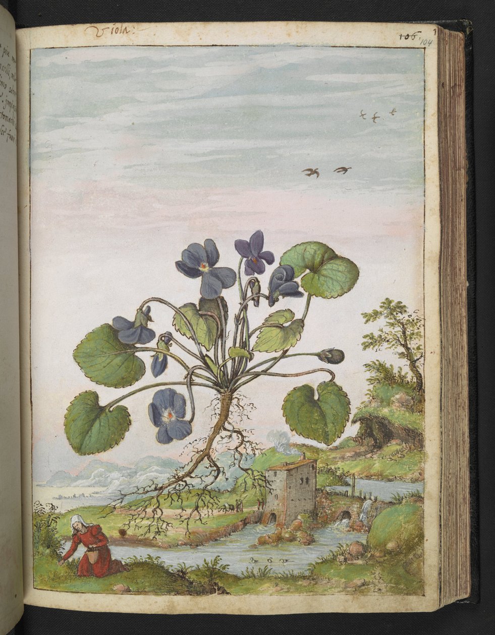 Viola odorata, Gherardo Cibon "Paintings of Flora of the Roman States", Add MS 22333, f104r, c.1564-84 (akvarelli & guassi paperille) tekijältä Gherardo Cibo