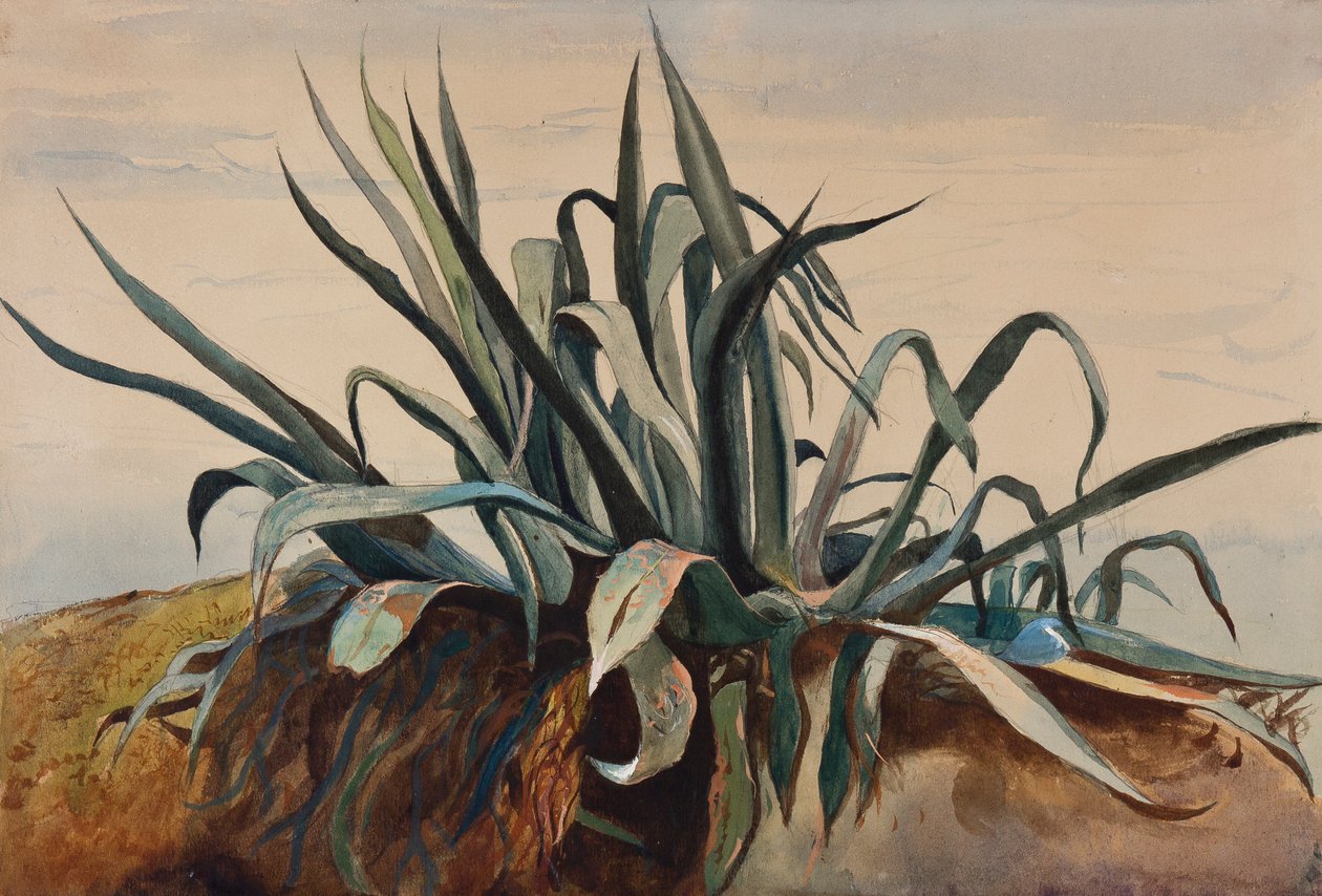 Agave-tutkimus Borbone-pupillin lisäyksellä (kynä, wc ja guassi paperilla) tekijältä Giacinto Gigante