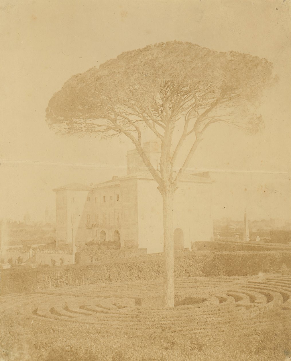[Puu virallisessa puutarhassa Palazzon ulkopuolella], 1860-70-luku. tekijältä Giacomo Caneva
