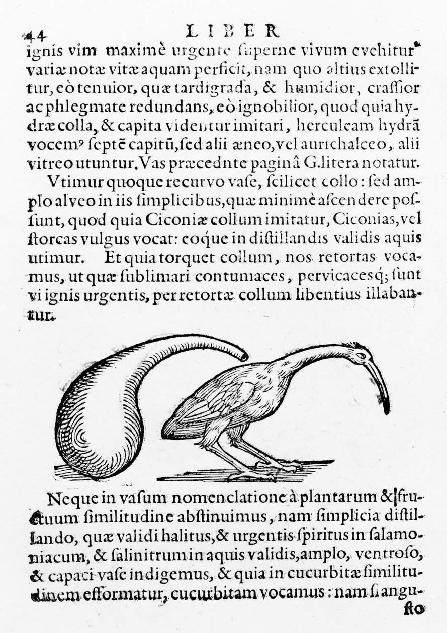 Pullo ja Ibis, kuva Giambattista della Portan De distillationesta, julkaistu 1610 tekijältä Giambattista della Porta