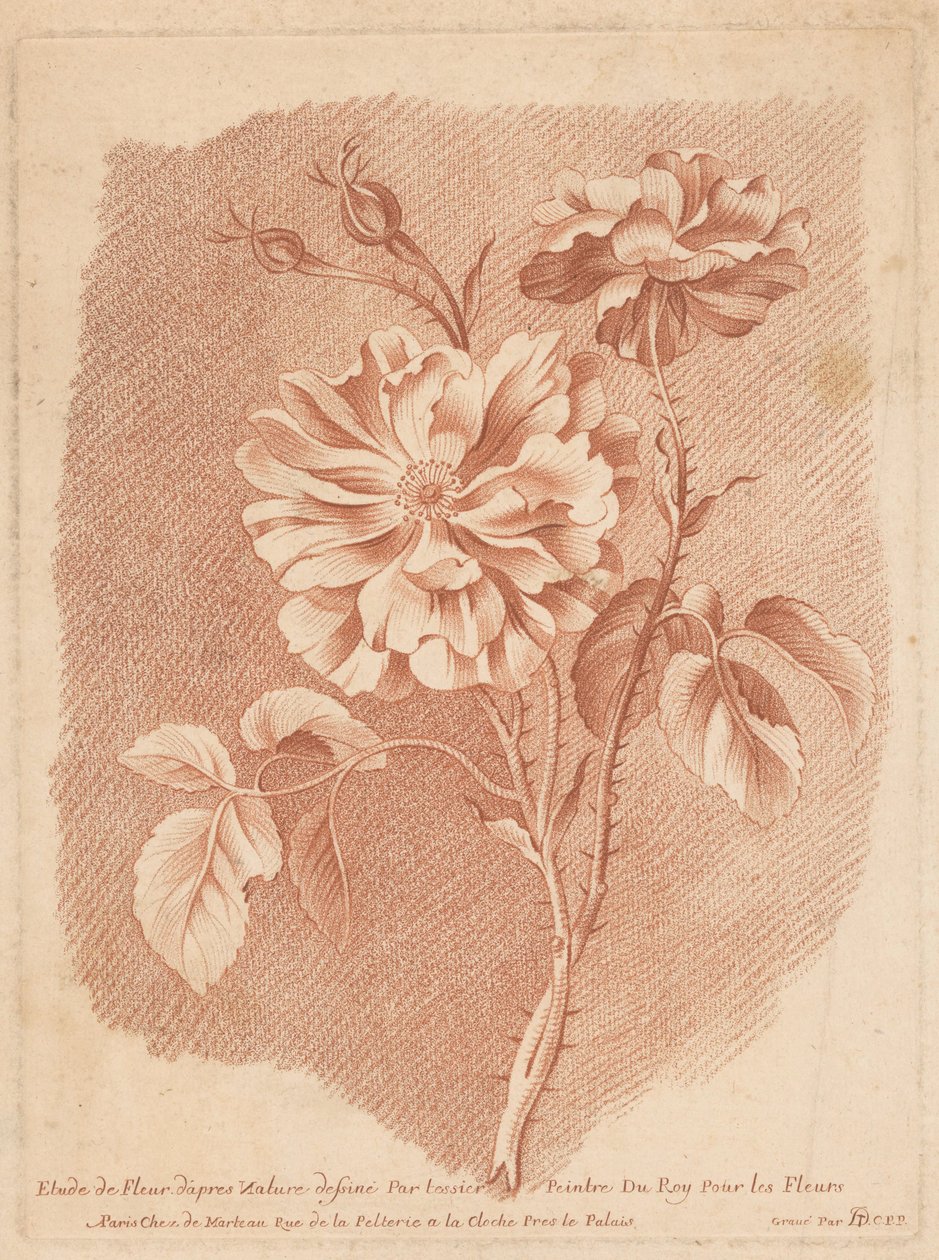 Bloemen Tutkimus Flower after Nature, jonka on piirtänyt tessier Painter of Roy For Flowers (otsikko esineessä) tekijältä Gilles Demarteau