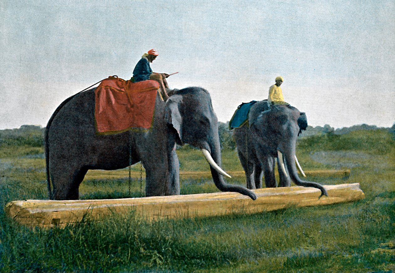 Elefantit siirtävät tukkia, Ceylon, c1890 tekijältä Gillot