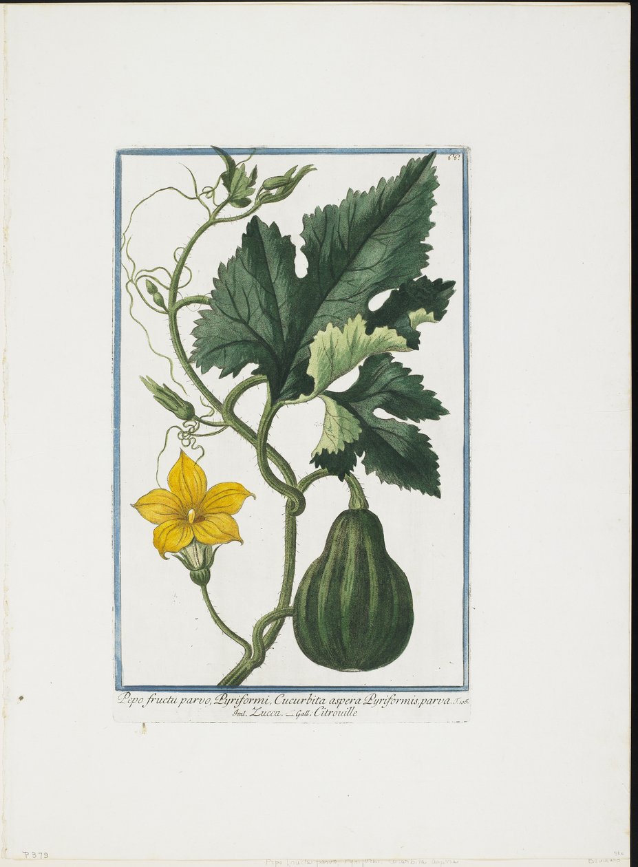 Vihannesprintti, Hortus Romanus, Voi. I tai II, 1772-93 (pistekaiverrus, käsinvärinen guassi) tekijältä Giorgio Bonelli