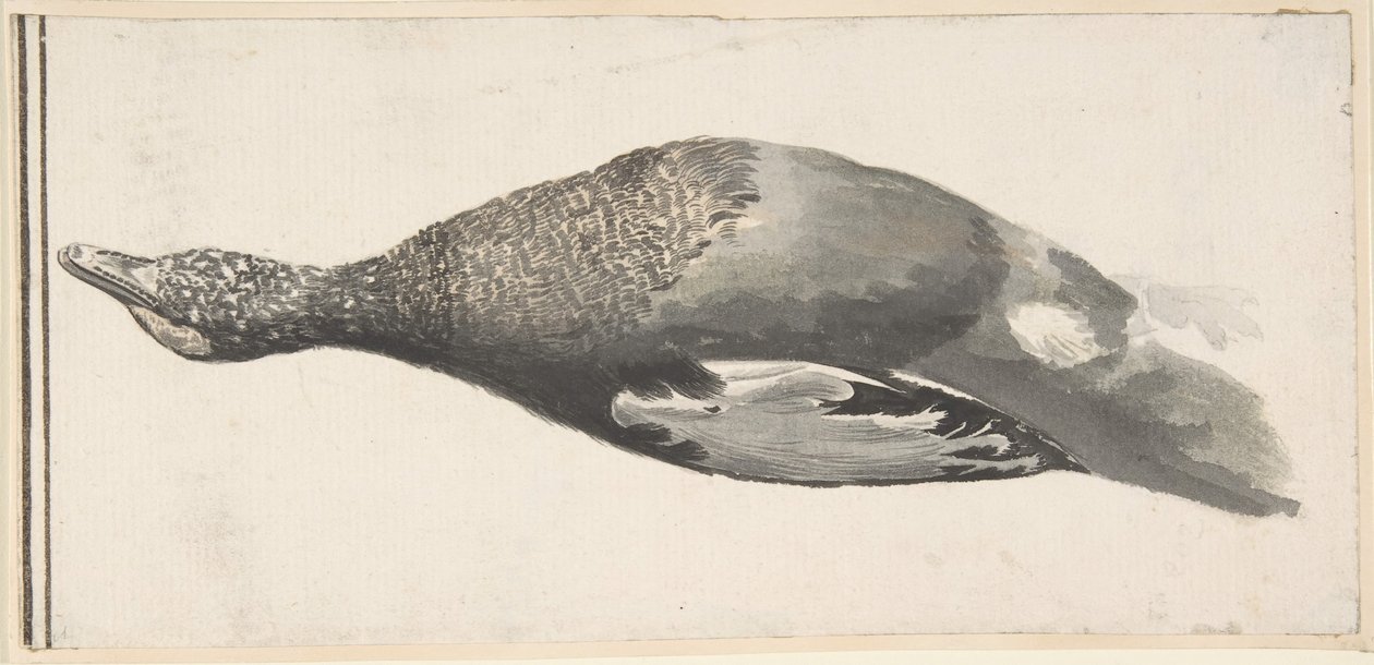 Kuollut ankka, 1685-1755. tekijältä Giorgio Durante