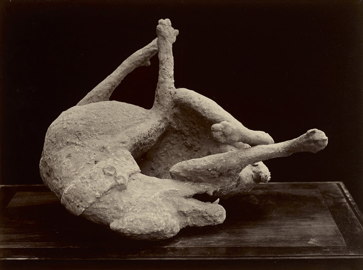Koira, Pompeji, n. 1870 (albumiini hopeaprintti lasinegatiivista) tekijältä Giorgio Sommer