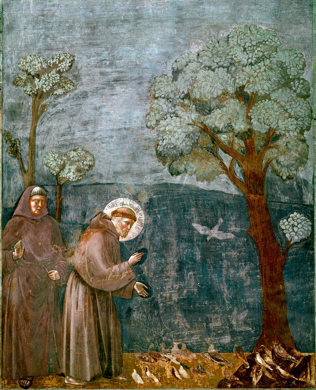 Jakso Saint Francois Assisilaisen (San Francesco) elämästä: "" Lintujen ennustus"" Giotto (Ambrogio di Bondone) fresko tekijältä Giotto (c.1266 1337)