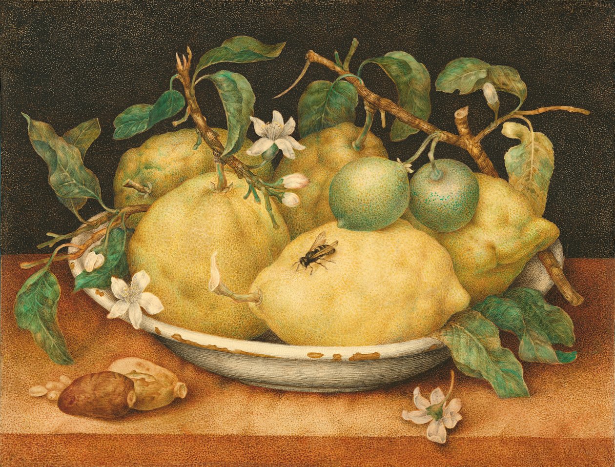 Asetelma Bowl of Citronien kanssa tekijältä Giovanna Garzoni