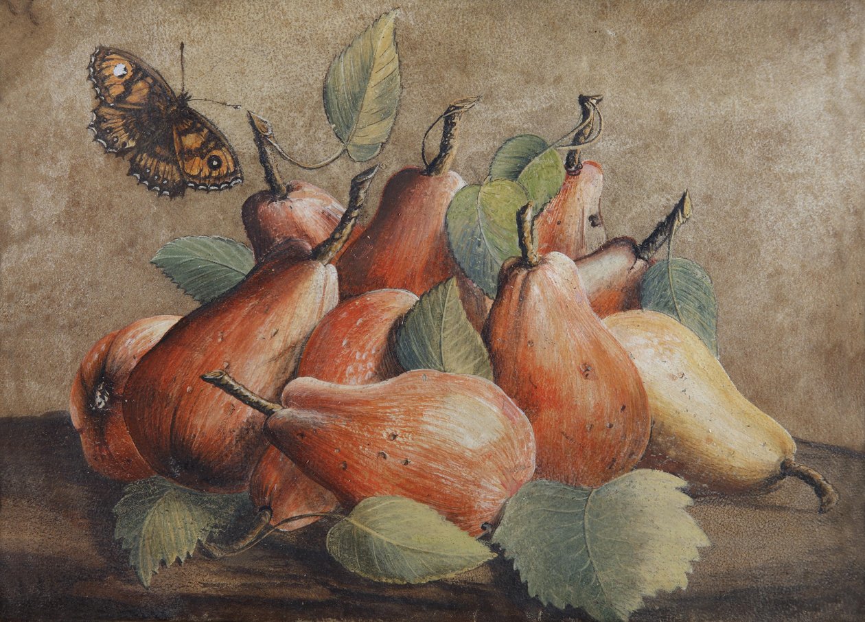 Stillleben mit Birnen und einem Schmetterling tekijältä Giovanna Garzoni