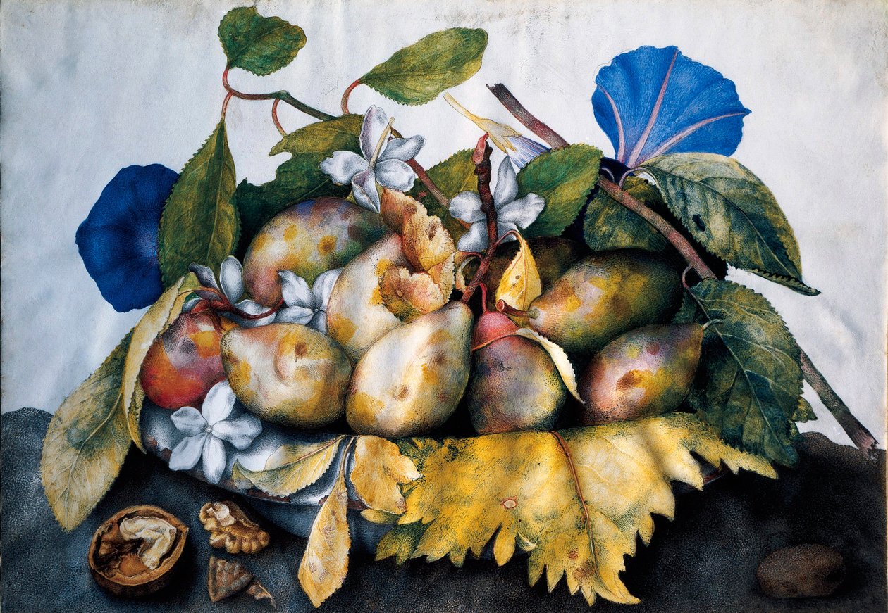 Lautas luumuja, jasmiinia ja pähkinöitä Giovanna Garzonin (1600-1670) maalaus pergamentille tekijältä Giovanna Garzoni