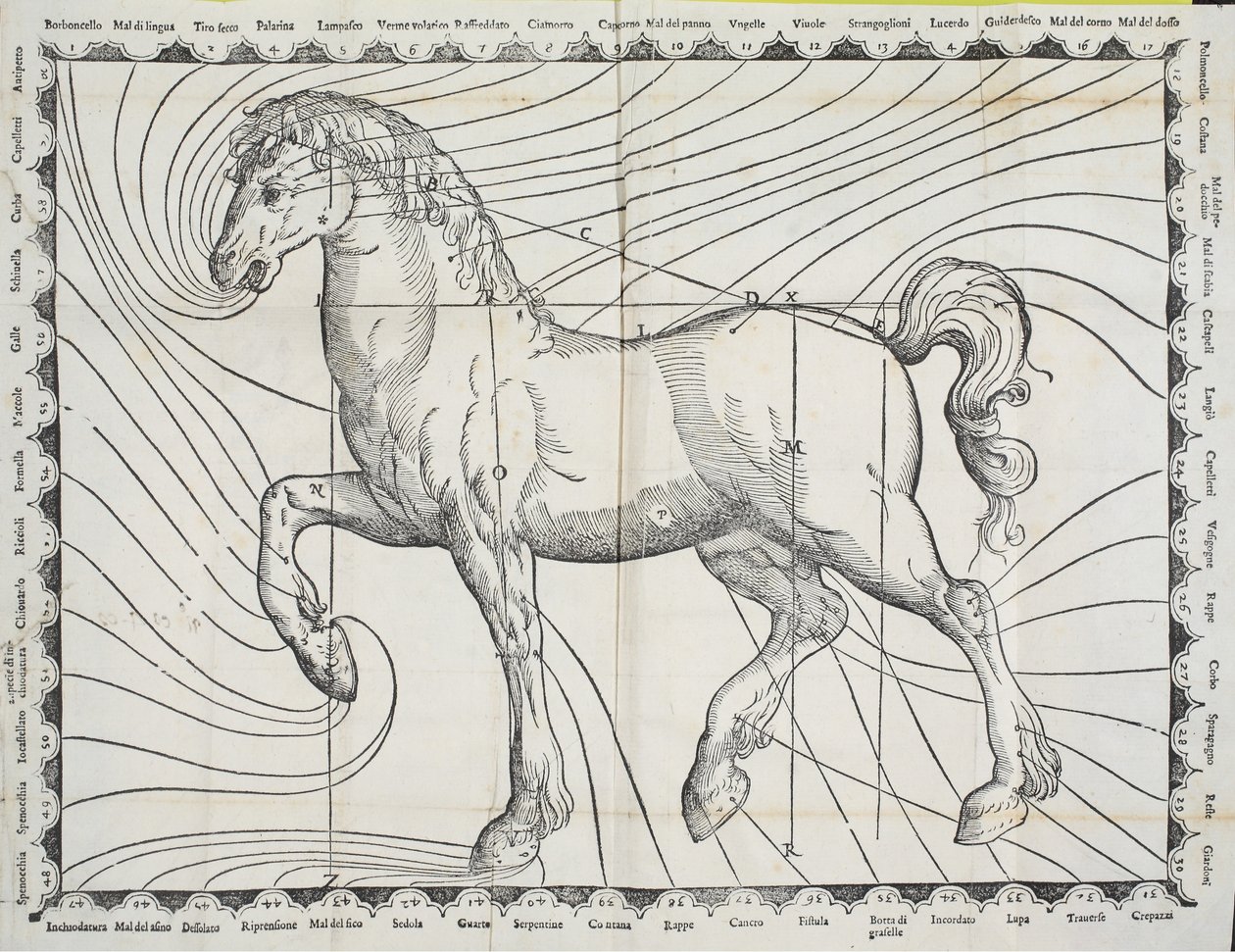 Kaavio hevosen verenpurkauspisteistä varhaisesta hevosenhoitoa käsittelevästä kirjasta, 1570. tekijältä Giovanni Battista Ferraro