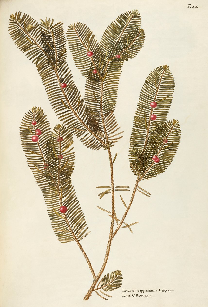 Euroopan marjakuusi (Taxus baccata), Giovanni Antonio Bottionen Taxaceae, akvarelli tekijältä Giovanni Antonio Bottione