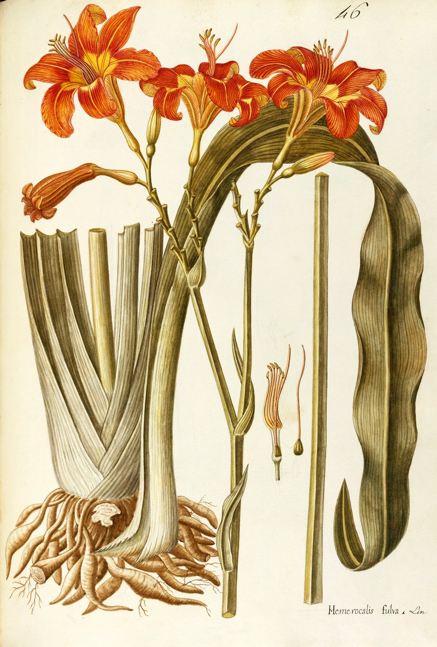 Oranssi päivälilja (Hemerocallis fulva), Giovanni Antonio Bottionen liliaceae, akvarelli tekijältä Giovanni Antonio Bottione