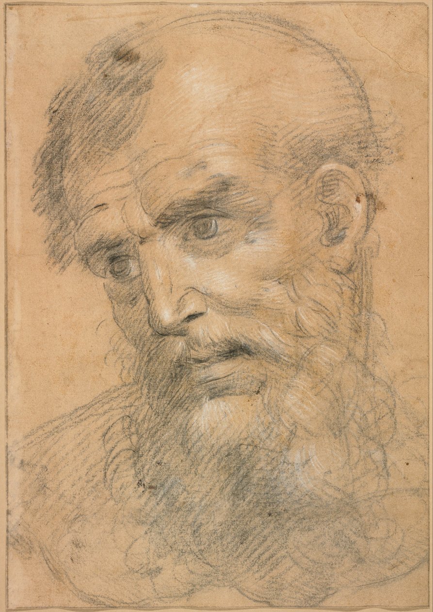 Parrakkaan miehen pää (etusivu); Study for a sacra conversazione (kääntöpuoli). tekijältä Giovanni Antonio Sogliani