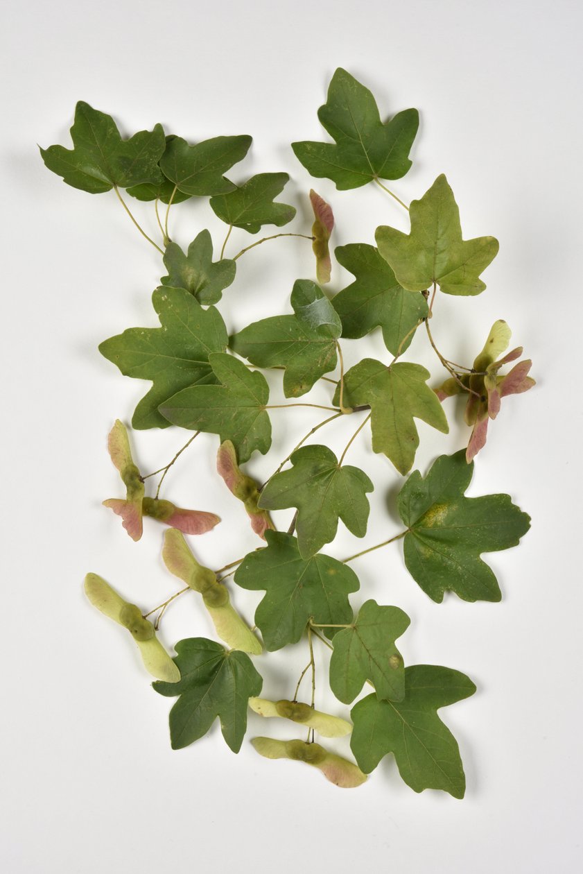 Campestre Acer/Country Maple/Small Maple tekijältä Phillipe de Marlier
